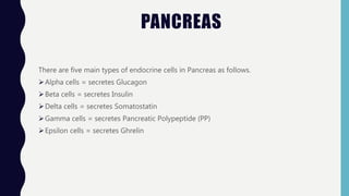PANCREAS
There are five main types of endocrine cells in Pancreas as follows.
Alpha cells = secretes Glucagon
Beta cells = secretes Insulin
Delta cells = secretes Somatostatin
Gamma cells = secretes Pancreatic Polypeptide (PP)
Epsilon cells = secretes Ghrelin
 