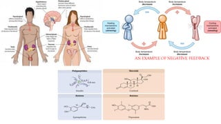 AN EXAMPLE OF NEGATİVE FEEDBACK
 