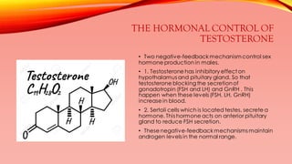 THE HORMONAL CONTROL OF
TESTOSTERONE
• Two negative-feedback mechanismcontrol sex
hormone production in males.
• 1. Testosterone has inhibitory effect on
hypothalamus and pituitary gland. So that
testosterone blocking the secretionof
gonadotropin (FSH and LH) and GnRH . This
happen when these levels (FSH, LH, GnRH)
increase in blood.
• 2. Sertoli cells which is located testes, secrete a
hormone. This hormone acts on anterior pituitary
gland to reduce FSH secretion.
• These negative-feedback mechanisms maintain
androgen levels in the normal range.
 