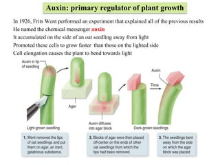 In 1926, Frits Went performed an experiment that explained all of the previous results
He named the chemical messenger auxin
It accumulated on the side of an oat seedling away from light
Promoted these cells to grow faster than those on the lighted side
Cell elongation causes the plant to bend towards light
Auxin: primary regulator of plant growth
 