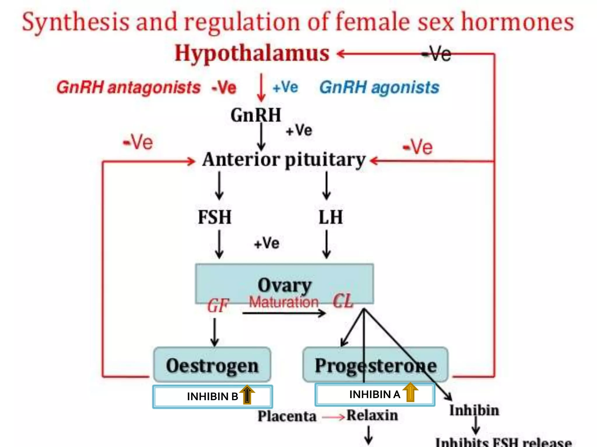 hormones in gynae.ppt