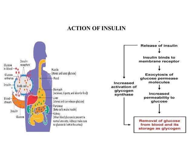 Hormones involved in regulation of blood glucose | PDF | Endocrine and ...