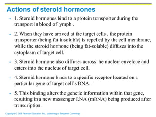 Copyright © 2006 Pearson Education, Inc., publishing as Benjamin Cummings
Actions of steroid hormones
 1. Steroid hormones bind to a protein transporter during the
transport in blood of lymph .
 2. When they have arrived at the target cells , the protein
transporter (being fat-insoluble) is repelled by the cell membrane,
while the steroid hormone (being fat-soluble) diffuses into the
cytoplasm of target cell.
 3. Steroid hormone also diffuses across the nuclear envelope and
enters into the nucleus of target cell.
 4. Steroid hormone binds to a specific receptor located on a
particular gene of target cell’s DNA.
 5. This binding alters the genetic information within that gene,
resulting in a new messenger RNA (mRNA) being produced after
transcription.
 