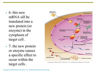 Copyright © 2006 Pearson Education, Inc., publishing as Benjamin Cummings
 6. this new
mRNA sill be
translated into a
new protein (or
enzyme) in the
cytoplasm of
target cell .
 7. the new protein
or enzyme causes
a specific effect to
occur within the
target cells .
 