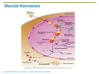 Copyright © 2006 Pearson Education, Inc., publishing as Benjamin Cummings
Steroid Hormones
 