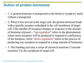 Copyright © 2006 Pearson Education, Inc., publishing as Benjamin Cummings
Action of protein hormones
 1. A protein hormone is transported in the blood or lymph by itself,
without a transporter .
 2. When it has arrived at the target cell, the protein hormone binds
with a specific receptor embedded in the cell membrane of target
cell. (The number of receptors changes in response to the amount
of hormone released -- “up-regulation” refers to the phenomenon
where more receptors will be produced to respond to a deficiency
of the hormone; while “down-regulation” refers to the process of
producing less receptors to respond to a large amount of hormone).
 3. This binding activates a series of chemical reactions (“cascade
reactions”) in the cytoplasm of target cell .
 