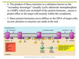 Copyright © 2006 Pearson Education, Inc., publishing as Benjamin Cummings
 4. The product of these reactions is a substance known as the
“secondary messenger” (usually cyclic adenosine monophosphate
or cAMP), which acts on behalf of the protein hormone , causes a
potent effect in the target cell (usually within the cytoplasm).
 5. Since protein hormones never diffuse to the DNA of target cells,
no new proteins or enzymes are made at the end .
 