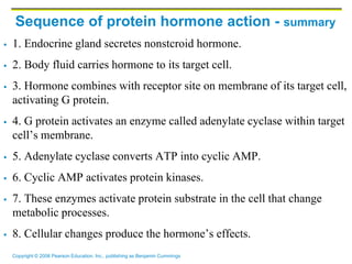 Copyright © 2006 Pearson Education, Inc., publishing as Benjamin Cummings
Sequence of protein hormone action - summary
 1. Endocrine gland secretes nonstcroid hormone.
 2. Body fluid carries hormone to its target cell.
 3. Hormone combines with receptor site on membrane of its target cell,
activating G protein.
 4. G protein activates an enzyme called adenylate cyclase within target
cell’s membrane.
 5. Adenylate cyclase converts ATP into cyclic AMP.
 6. Cyclic AMP activates protein kinases.
 7. These enzymes activate protein substrate in the cell that change
metabolic processes.
 8. Cellular changes produce the hormone’s effects.
 