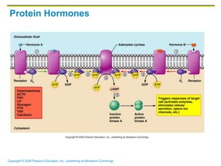 Copyright © 2006 Pearson Education, Inc., publishing as Benjamin Cummings
Protein Hormones
 