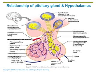 Copyright © 2006 Pearson Education, Inc., publishing as Benjamin Cummings
Relationship of pituitary gland & Hypothalamus
 
