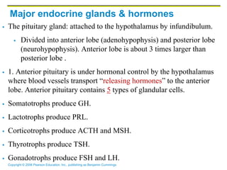 Copyright © 2006 Pearson Education, Inc., publishing as Benjamin Cummings
Major endocrine glands & hormones
 The pituitary gland: attached to the hypothalamus by infundibulum.
 Divided into anterior lobe (adenohypophysis) and posterior lobe
(neurohypophysis). Anterior lobe is about 3 times larger than
posterior lobe .
 1. Anterior pituitary is under hormonal control by the hypothalamus
where blood vessels transport “releasing hormones” to the anterior
lobe. Anterior pituitary contains 5 types of glandular cells.
 Somatotrophs produce GH.
 Lactotrophs produce PRL.
 Corticotrophs produce ACTH and MSH.
 Thyrotrophs produce TSH.
 Gonadotrophs produce FSH and LH.
 