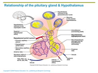 Copyright © 2006 Pearson Education, Inc., publishing as Benjamin Cummings
Relationship of the pituitary gland & Hypothalamus
 