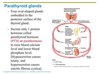 Copyright © 2006 Pearson Education, Inc., publishing as Benjamin Cummings
Parathyroid glands
 Four oval-shaped glands
embedded in the
posterior surface of the
thyroid gland.
 Secrete only 1 protein
hormone called
parathyroid hormone
(PTH) or parathormone
to raise blood calcium
level and lower blood
phosphate level.
[Hyposecretion causes
tetany, and
hypersecretion causes
osteitis fibrosa cystica].
 
