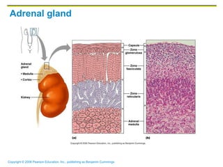 Copyright © 2006 Pearson Education, Inc., publishing as Benjamin Cummings
Adrenal gland
 