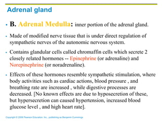 Copyright © 2006 Pearson Education, Inc., publishing as Benjamin Cummings
Adrenal gland
 B. Adrenal Medulla: inner portion of the adrenal gland.
 Made of modified nerve tissue that is under direct regulation of
sympathetic nerves of the autonomic nervous system.
 Contains glandular cells called chromaffin cells which secrete 2
closely related hormones -- Epinephrine (or adrenaline) and
Norepinephrine (or noradrenaline).
 Effects of these hormones resemble sympathetic stimulation, where
body activities such as cardiac actions, blood pressure , and
breathing rate are increased , while digestive processes are
decreased. [No known effects are due to hyposecretion of these,
but hypersecretion can caused hypertension, increased blood
glucose level , and high heart rate].
 