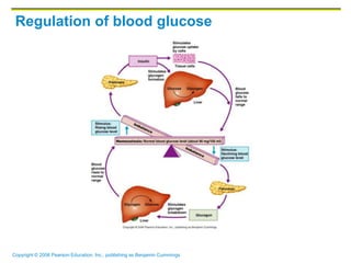 Copyright © 2006 Pearson Education, Inc., publishing as Benjamin Cummings
Regulation of blood glucose
 