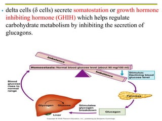 Copyright © 2006 Pearson Education, Inc., publishing as Benjamin Cummings
 delta cells (δ cells) secrete somatostation or growth hormone
inhibiting hormone (GHIH) which helps regulate
carbohydrate metabolism by inhibiting the secretion of
glucagons.
 