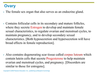 Copyright © 2006 Pearson Education, Inc., publishing as Benjamin Cummings
Ovary
 The female sex organ that also serves as an endocrine gland.
 Contains follicular cells in its secondary and mature follicles,
where they secrete Estrogen to develop and maintain female
sexual characteristics, to regulate ovarian and menstrual cycles, to
maintain pregnancy, and to develop secondary sexual
characteristics. [Both hyposecretion and hypersecretion will have
broad effects in female reproduction].
 Also contains degenerating scar tissue called corpus luteum which
contain lutein cells that secrete Progesterone to help maintain
ovarian and menstrual cycles, and pregnancy. [Discorders are
similar to those for estrogens].
 