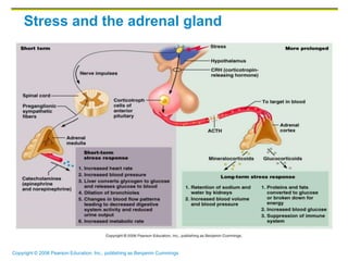 Copyright © 2006 Pearson Education, Inc., publishing as Benjamin Cummings
Stress and the adrenal gland
 