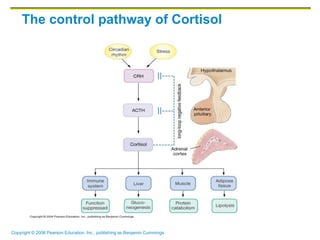 Copyright © 2006 Pearson Education, Inc., publishing as Benjamin Cummings
The control pathway of Cortisol
 