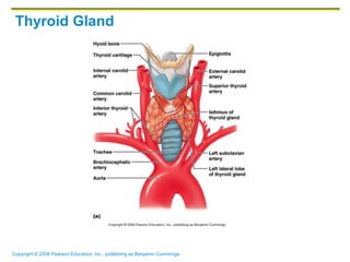 Copyright © 2006 Pearson Education, Inc., publishing as Benjamin Cummings
Thyroid Gland
 