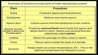 hormones male and female reproductive System | PPTX