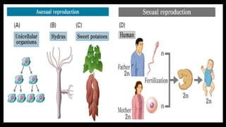 hormones male and female reproductive System | PPTX
