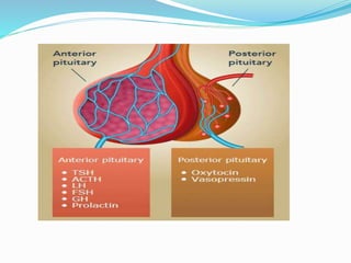 Tp Flag Hormones of posterior pituitary glands | PPTX