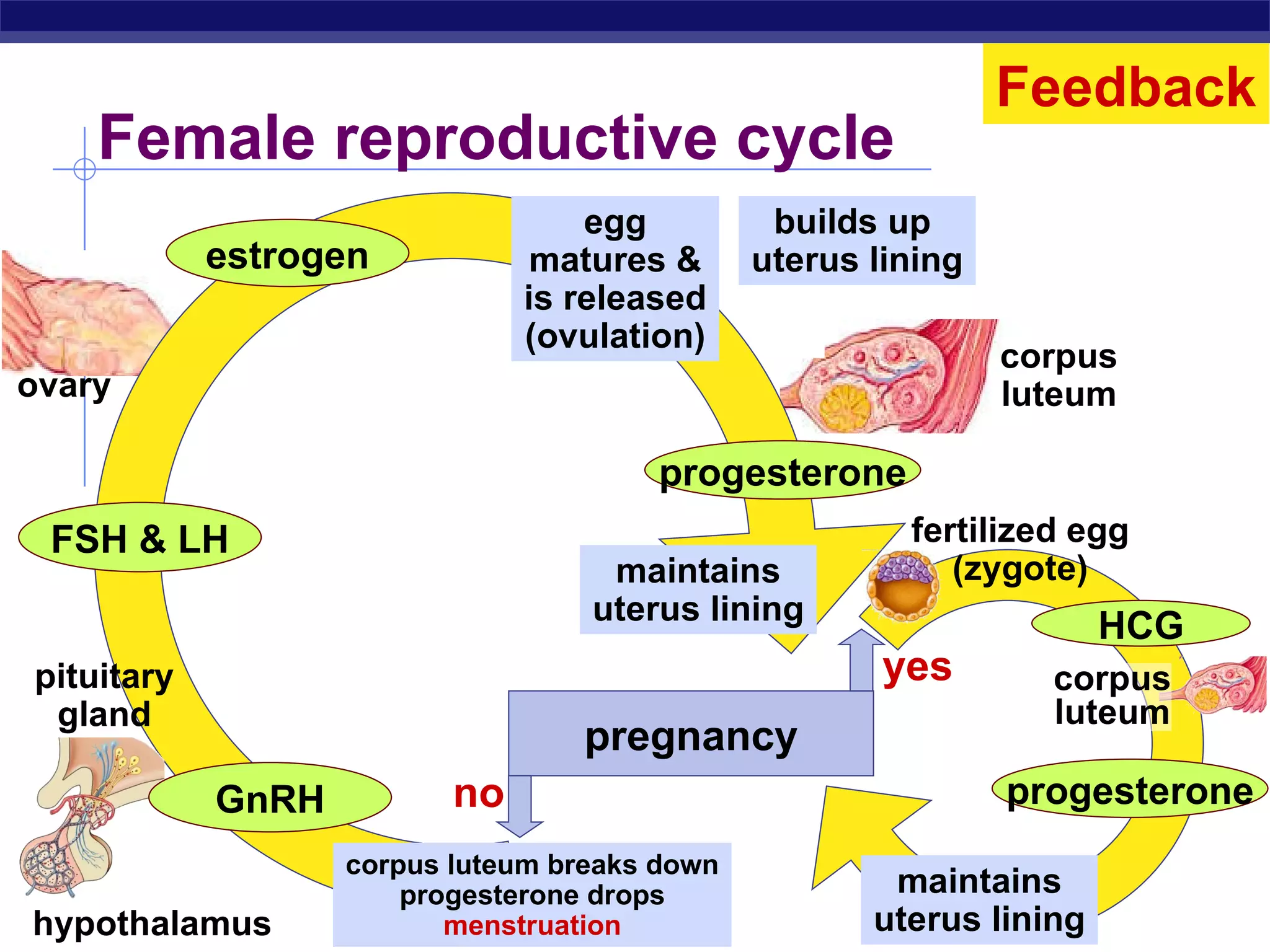 Hormones & Reproduction | PPT