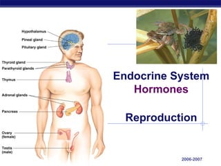 2006-2007 Endocrine System Hormones Reproduction 