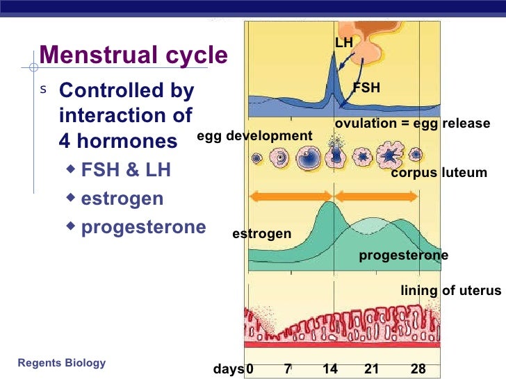Hormones & Reproduction
