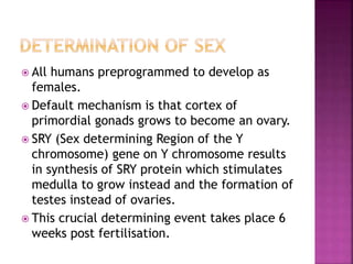  All humans preprogrammed to develop as 
females. 
 Default mechanism is that cortex of 
primordial gonads grows to become an ovary. 
 SRY (Sex determining Region of the Y 
chromosome) gene on Y chromosome results 
in synthesis of SRY protein which stimulates 
medulla to grow instead and the formation of 
testes instead of ovaries. 
 This crucial determining event takes place 6 
weeks post fertilisation. 
 