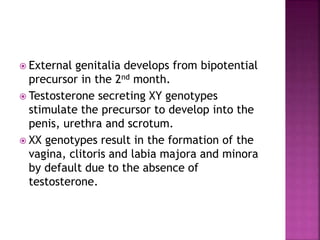  External genitalia develops from bipotential 
precursor in the 2nd month. 
 Testosterone secreting XY genotypes 
stimulate the precursor to develop into the 
penis, urethra and scrotum. 
 XX genotypes result in the formation of the 
vagina, clitoris and labia majora and minora 
by default due to the absence of 
testosterone. 
 