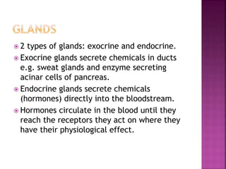  2 types of glands: exocrine and endocrine. 
 Exocrine glands secrete chemicals in ducts 
e.g. sweat glands and enzyme secreting 
acinar cells of pancreas. 
 Endocrine glands secrete chemicals 
(hormones) directly into the bloodstream. 
 Hormones circulate in the blood until they 
reach the receptors they act on where they 
have their physiological effect. 
 