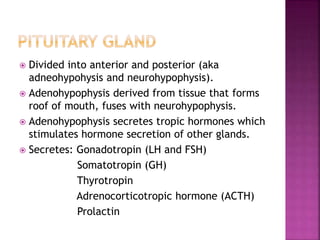  Divided into anterior and posterior (aka 
adneohypohysis and neurohypophysis). 
 Adenohypophysis derived from tissue that forms 
roof of mouth, fuses with neurohypophysis. 
 Adenohypophysis secretes tropic hormones which 
stimulates hormone secretion of other glands. 
 Secretes: Gonadotropin (LH and FSH) 
Somatotropin (GH) 
Thyrotropin 
Adrenocorticotropic hormone (ACTH) 
Prolactin 
 