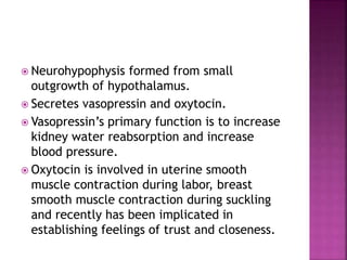  Neurohypophysis formed from small 
outgrowth of hypothalamus. 
 Secretes vasopressin and oxytocin. 
 Vasopressin’s primary function is to increase 
kidney water reabsorption and increase 
blood pressure. 
 Oxytocin is involved in uterine smooth 
muscle contraction during labor, breast 
smooth muscle contraction during suckling 
and recently has been implicated in 
establishing feelings of trust and closeness. 
 