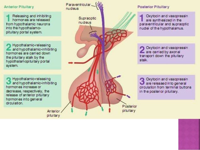Sex hormones