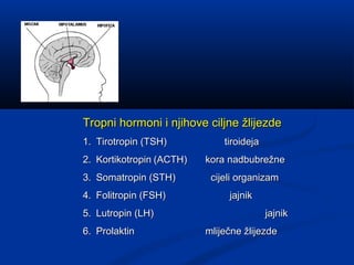 Tropni hormoni i njihove ciljne žlijezdeTropni hormoni i njihove ciljne žlijezde
1.1. Tirotropin (TSH)Tirotropin (TSH) tir...