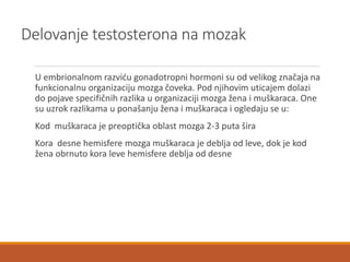 Delovanje testosterona na mozak
U embrionalnom razviću gonadotropni hormoni su od velikog značaja na
funkcionalnu organizaciju mozga čoveka. Pod njihovim uticajem dolazi
do pojave specifičnih razlika u organizaciji mozga žena i muškaraca. One
su uzrok razlikama u ponašanju žena i muškaraca i ogledaju se u:
Kod muškaraca je preoptička oblast mozga 2-3 puta šira
Kora desne hemisfere mozga muškaraca je deblja od leve, dok je kod
žena obrnuto kora leve hemisfere deblja od desne
 