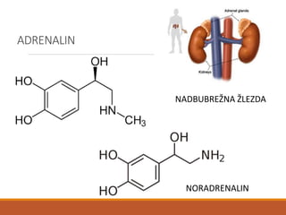 ADRENALIN
NORADRENALIN
NADBUBREŽNA ŽLEZDA
 