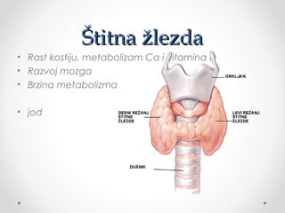 Štitna žlezdaŠtitna žlezda
• Rast kostiju, metabolizam Ca i vitamina D
• Razvoj mozga
• Brzina metabolizma
• jod
 