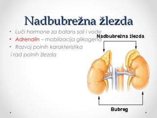 Nadbubrežna žlezdaNadbubrežna žlezda
• Luči hormone za balans soli i vode
• Adrenalin – mobilizacija glikogena
• Razvoj polnih karakteristika
i rad polnih žlezda
 