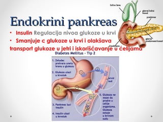 Endokrini pankreasEndokrini pankreas
• Insulin Regulacija nivoa glukoze u krvi
• Smanjuje c glukoze u krvi i olakšava
transport glukoze u jetri i iskorišćavanje u ćelijama
 