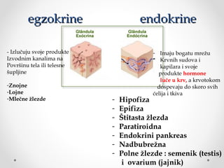 egzokrineegzokrine endokrineendokrine
- Izlučuju svoje produkte
Izvodnim kanalima na
Površinu tela ili telesne
šupljine
-Znojne
-Lojne
-Mlečne žlezde
- Imaju bogatu mrežu
Krvnih sudova i
kapilara i svoje
produkte hormone
luče u krv, a krvotokom
dospevaju do skoro svih
ćelija i tkiva
- Hipofiza
- Epifiza
- Štitasta žlezda
- Paratiroidna
- Endokrini pankreas
- Nadbubrežna
- Polne žlezde : semenik (testis)
i ovarium (jajnik)
 