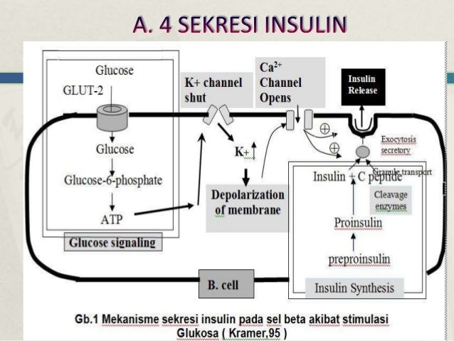 Hormon insulin dan glukagon