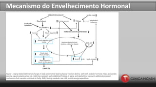 Mecanismo do Envelhecimento Hormonal
 