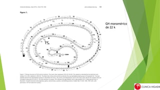 GH monomérico
de 22 k
 