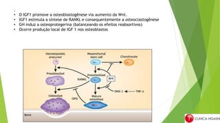 .
• O IGF1 promove a osteoblastogênese via aumento da Wnt.
• IGF1 estimula a síntese de RANKL e consequentemente a osteoclastogênese
• GH induz a osteoprotegerina (balanceando os efeitos reabsortivos)
• Ocorre produção local de IGF 1 nos osteoblastos
 