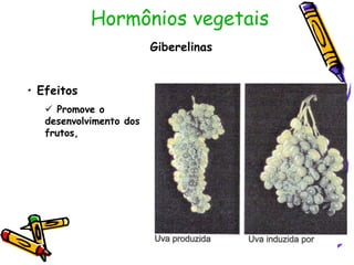 Hormônios vegetais
Giberelinas
• Efeitos
 Promove o
desenvolvimento dos
frutos,
 