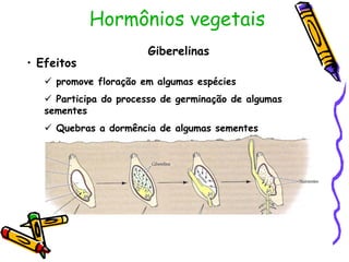 • Efeitos
 promove floração em algumas espécies
 Participa do processo de germinação de algumas
sementes
 Quebras a dormência de algumas sementes
Giberelinas
Hormônios vegetais
 